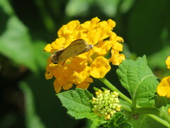Hylephila phyleus