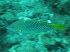 Halichoeres hortulanus