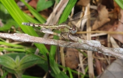 Erythrodiplax umbrata