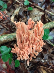 Ramaria