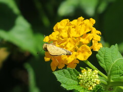 Hylephila phyleus