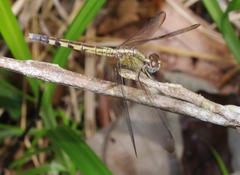 Erythrodiplax umbrata