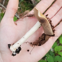 Hebeloma crustuliniforme