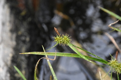 Carex flava