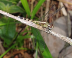 Erythrodiplax umbrata