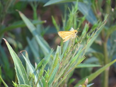 Hylephila phyleus