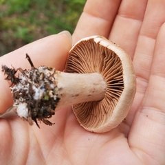 Hebeloma crustuliniforme