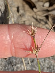 Scleria mackaviensis