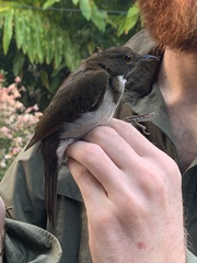 Turdus albicollis