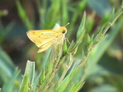 Hylephila phyleus