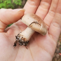 Hebeloma crustuliniforme