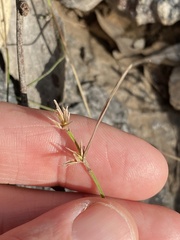 Scleria mackaviensis