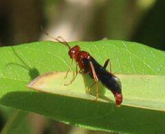 Trogomorpha trogiformis