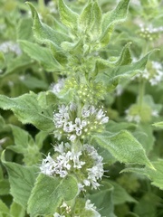 Mentha