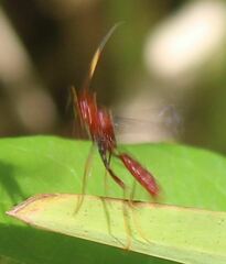 Trogomorpha trogiformis