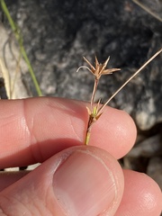 Scleria mackaviensis