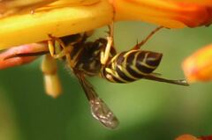 Vespula squamosa