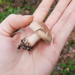 Hebeloma crustuliniforme