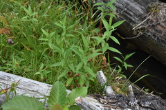 Canadanthus modestus