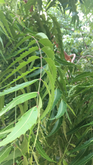 Azadirachta indica