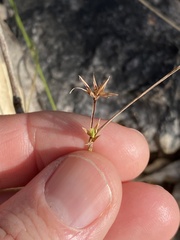 Scleria mackaviensis