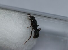 Rhytidoponera victoriae