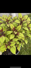 Coleus scutellarioides