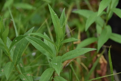 Canadanthus modestus