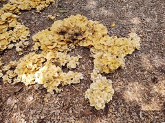 Gerronema strombodes