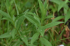 Canadanthus modestus