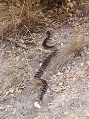 Crotalus oreganus helleri