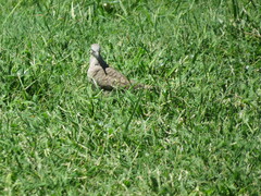 Columbina inca