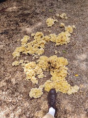 Gerronema strombodes