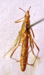 Stenocoris