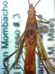 Stenocoris