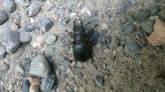 Lucanus tetraodon