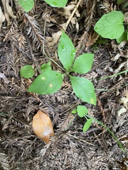 Lysimachia latifolia