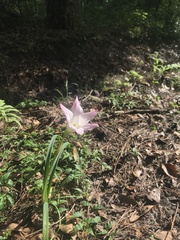 Zephyranthes robusta