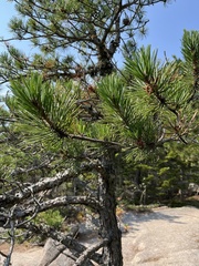 Pinus rigida