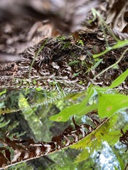 Lysimachia latifolia