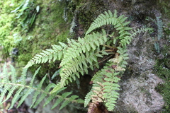 Dryopteridaceae