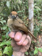 Thamnophilus schistaceus