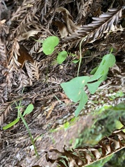 Lysimachia latifolia