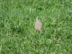 Columbina inca
