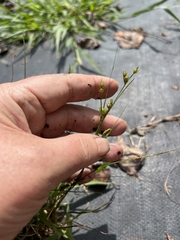 Juncus tenuis