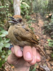 Thamnophilus schistaceus