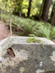 Hypnum cupressiforme