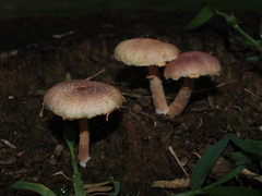 Gymnopilus palmicola