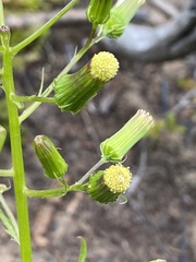 Senecio vulgaris