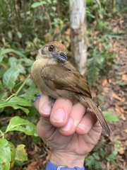 Thamnophilus schistaceus